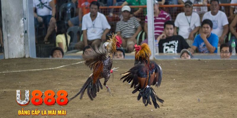 by88 club đăng nhập mậu binh online